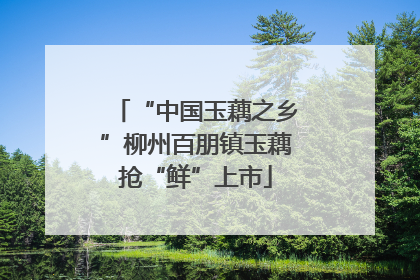 “中国玉藕之乡”柳州百朋镇玉藕抢“鲜”上市