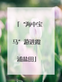 “海中宝马”游进霞浦盐田