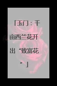 玉门：千亩西兰花开出“致富花”