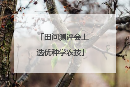 田间测评会上选优种学农技