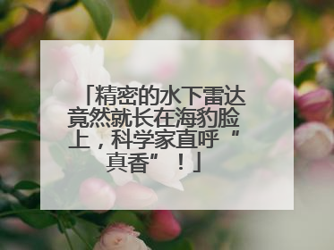 精密的水下雷达竟然就长在海豹脸上，科学家直呼“真香”！