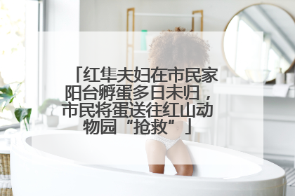 红隼夫妇在市民家阳台孵蛋多日未归，市民将蛋送往红山动物园“抢救”
