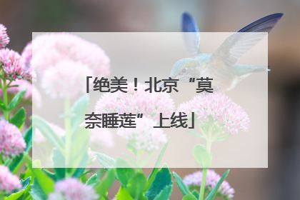绝美！北京“莫奈睡莲”上线