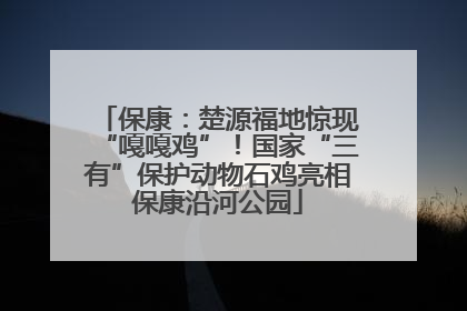 保康：楚源福地惊现“嘎嘎鸡”！国家“三有”保护动物石鸡亮相保康沿河公园
