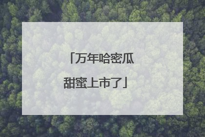万年哈密瓜甜蜜上市了