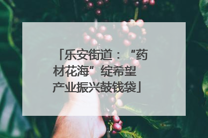 乐安街道：“药材花海”绽希望 产业振兴鼓钱袋