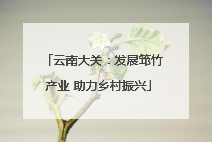 云南大关：发展筇竹产业 助力乡村振兴
