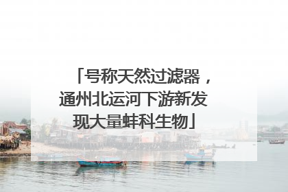 号称天然过滤器，通州北运河下游新发现大量蚌科生物