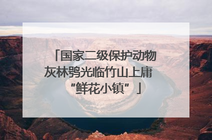 国家二级保护动物灰林鸮光临竹山上庸“鲜花小镇”