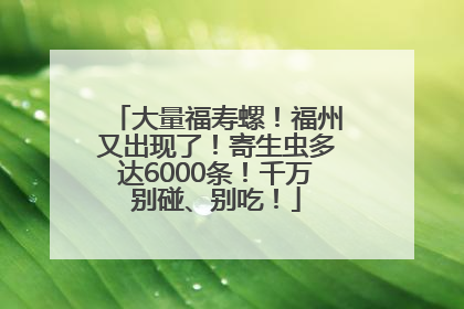 大量福寿螺！福州又出现了！寄生虫多达6000条！千万别碰、别吃！