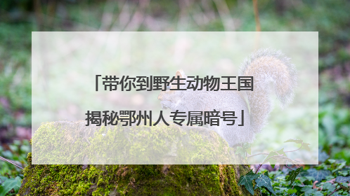 带你到野生动物王国揭秘鄂州人专属暗号