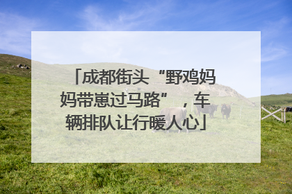 成都街头“野鸡妈妈带崽过马路”，车辆排队让行暖人心
