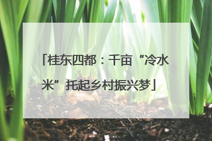 桂东四都：千亩“冷水米”托起乡村振兴梦