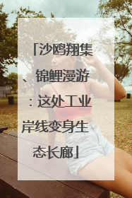 沙鸥翔集、锦鲤漫游：这处工业岸线变身生态长廊