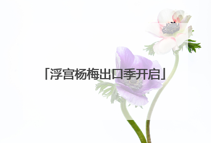 浮宫杨梅出口季开启