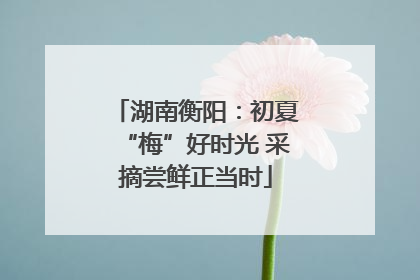 湖南衡阳：初夏“梅”好时光 采摘尝鲜正当时