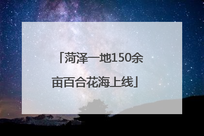 菏泽一地150余亩百合花海上线