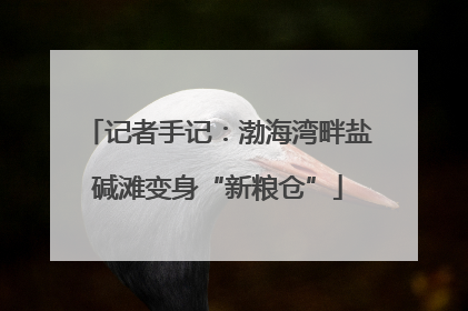 记者手记：渤海湾畔盐碱滩变身“新粮仓”