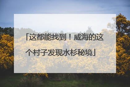 这都能找到！威海的这个村子发现水杉秘境
