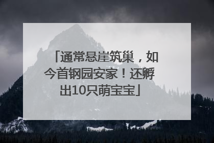 通常悬崖筑巢，如今首钢园安家！还孵出10只萌宝宝