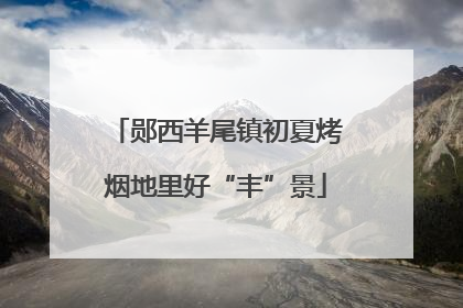 郧西羊尾镇初夏烤烟地里好“丰”景