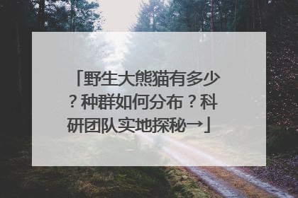 野生大熊猫有多少？种群如何分布？科研团队实地探秘→