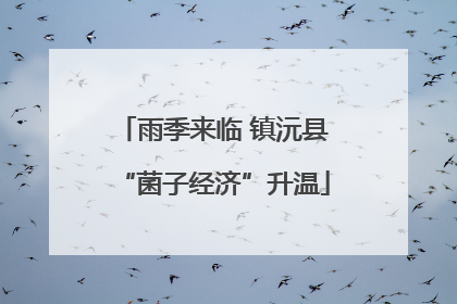 雨季来临 镇沅县“菌子经济”升温