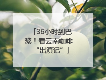 36小时到巴黎！看云南咖啡“出滇记”